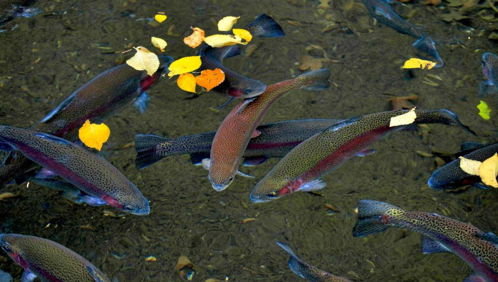 Trout from Florac on the restaurant plate