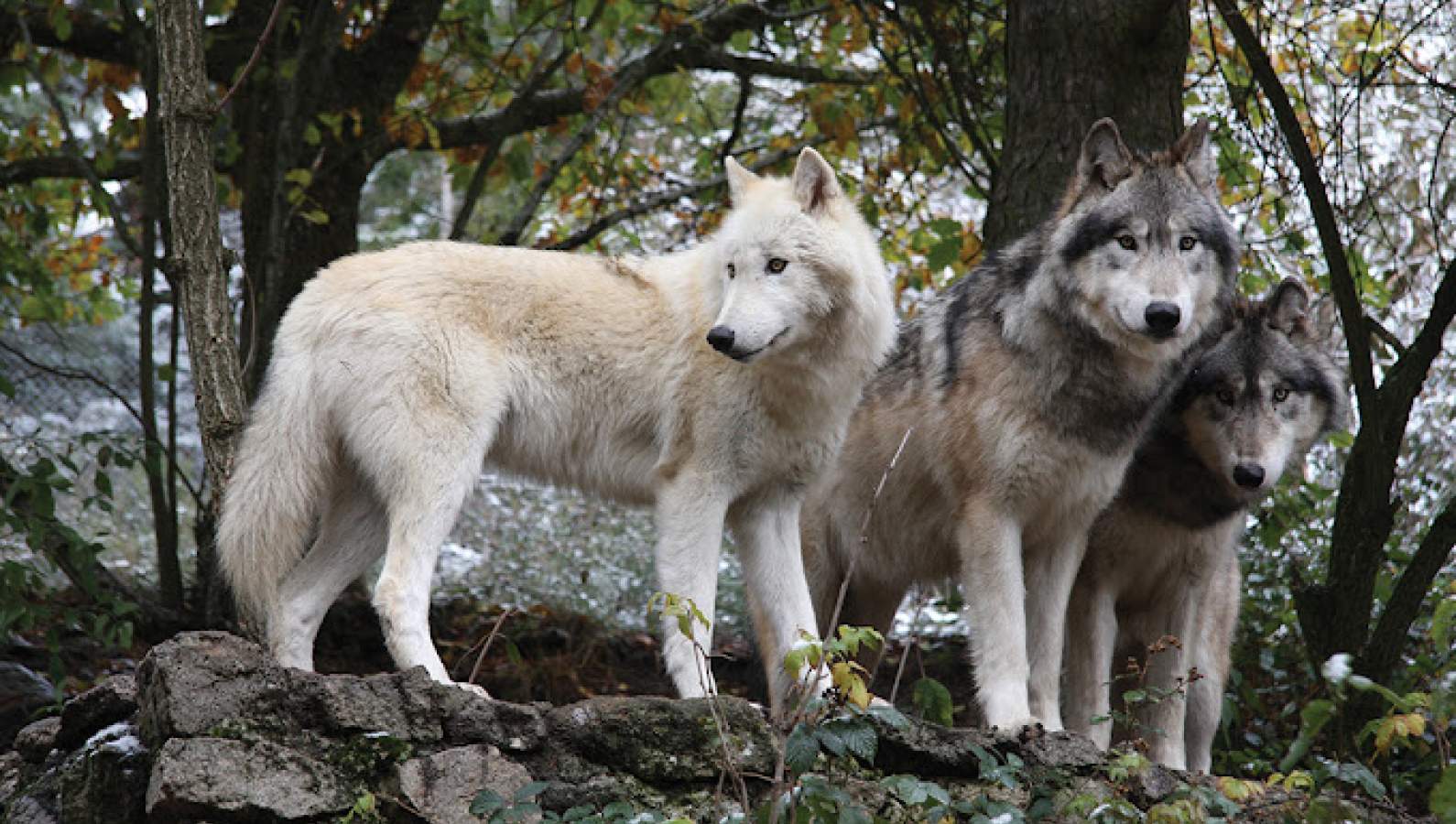 Circuit Parc Animalier : À la Rencontre des Bêtes Sauvages du Gévaudan