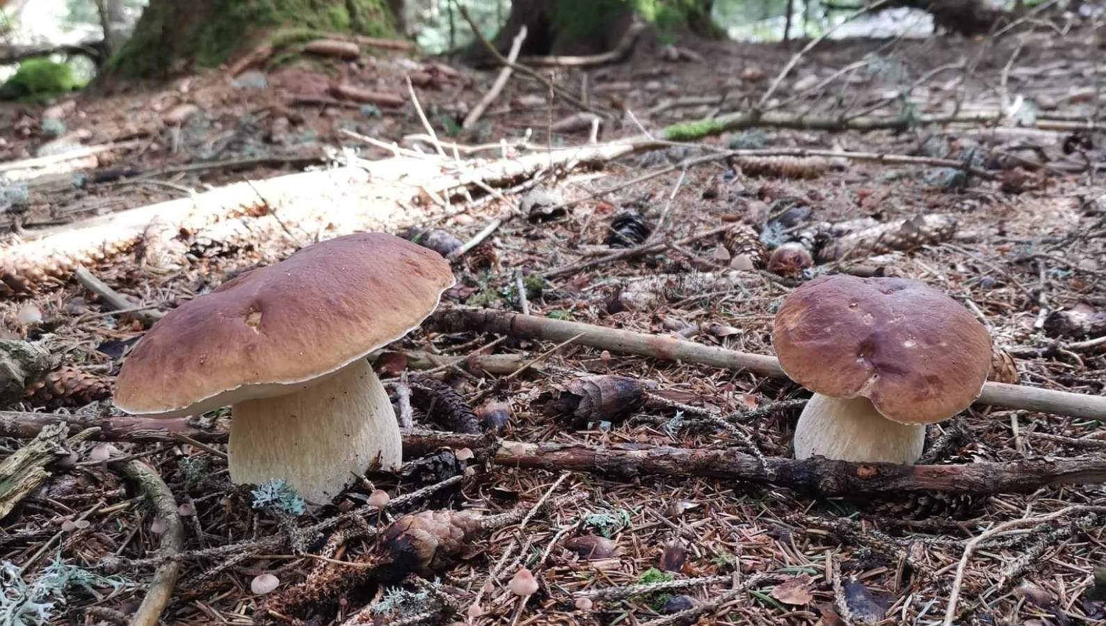 À la recherche des cèpes en Lozère : Mystère, Magie et Champignons