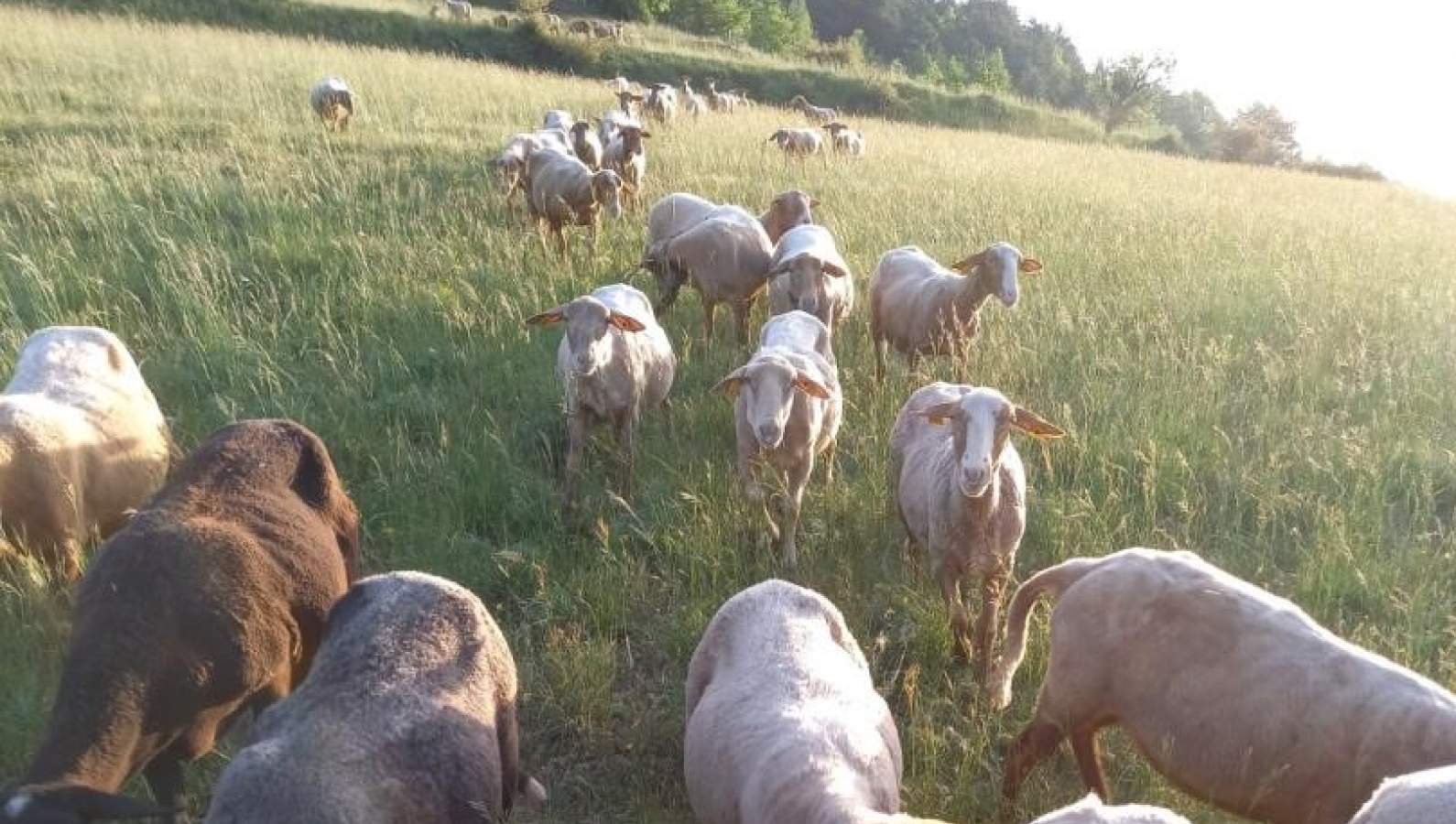 Farmhouse goat cheeses from Gautier goat farm