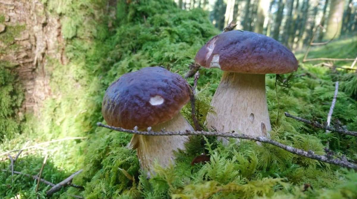 À la recherche des cèpes en Lozère : Mystère, Magie et Champignons
