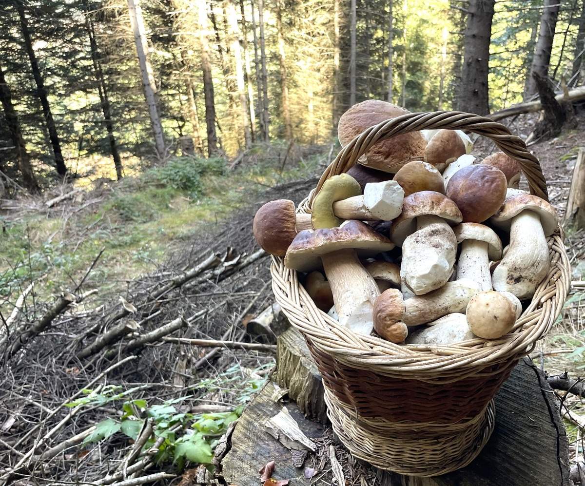 À la recherche des cèpes en Lozère : Mystère, Magie et Champignons